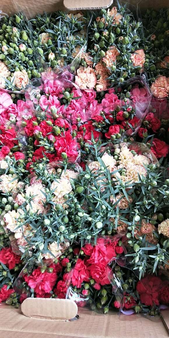 洛阳哪里有盆栽花卉批发市场 图片