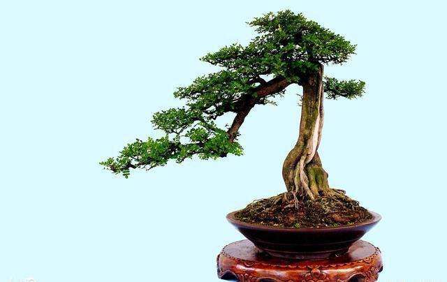 临沭哪里还有批发盆景市场 怎么走