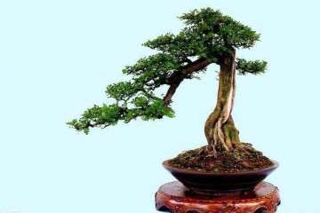 临沭哪里还有批发盆景市场 怎么走