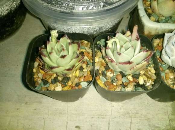 新会花街的盆景多肉上哪批发啊 图片