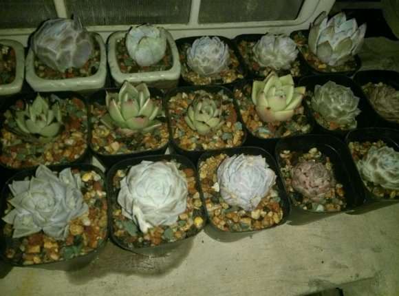 新会花街的盆景多肉上哪批发啊 图片