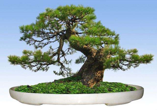 鄢陵盆景批发市场在哪 怎么走