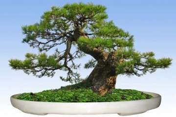 鄢陵盆景批发市场在哪 怎么走