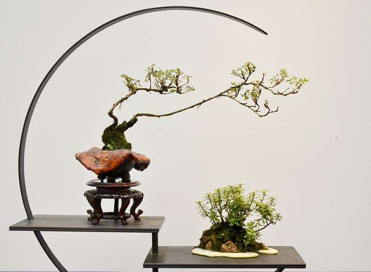 沈阳哪有盆景批发市场 怎么走 图片