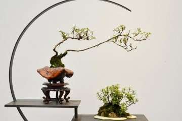 沈阳哪有盆景批发市场 怎么走 图片