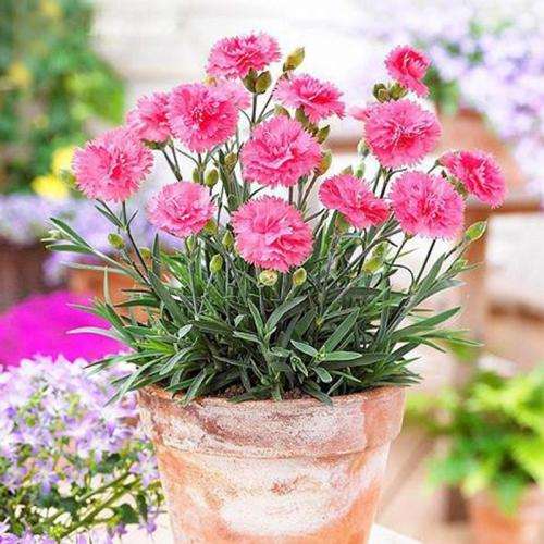 嘉兴哪里有盆景花卉批发市场 图片