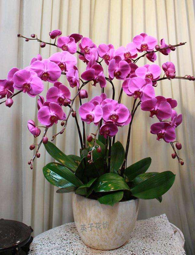 天水花卉盆景批发市场 在哪里 图片