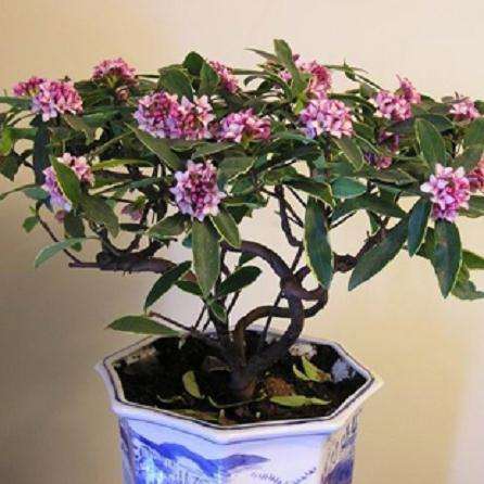 阜阳市哪有盆景花卉批发市场 图片