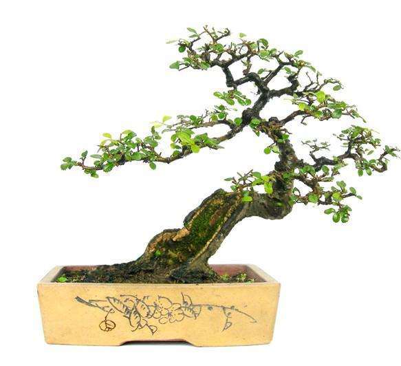 上海最大的盆景批发市场在哪里