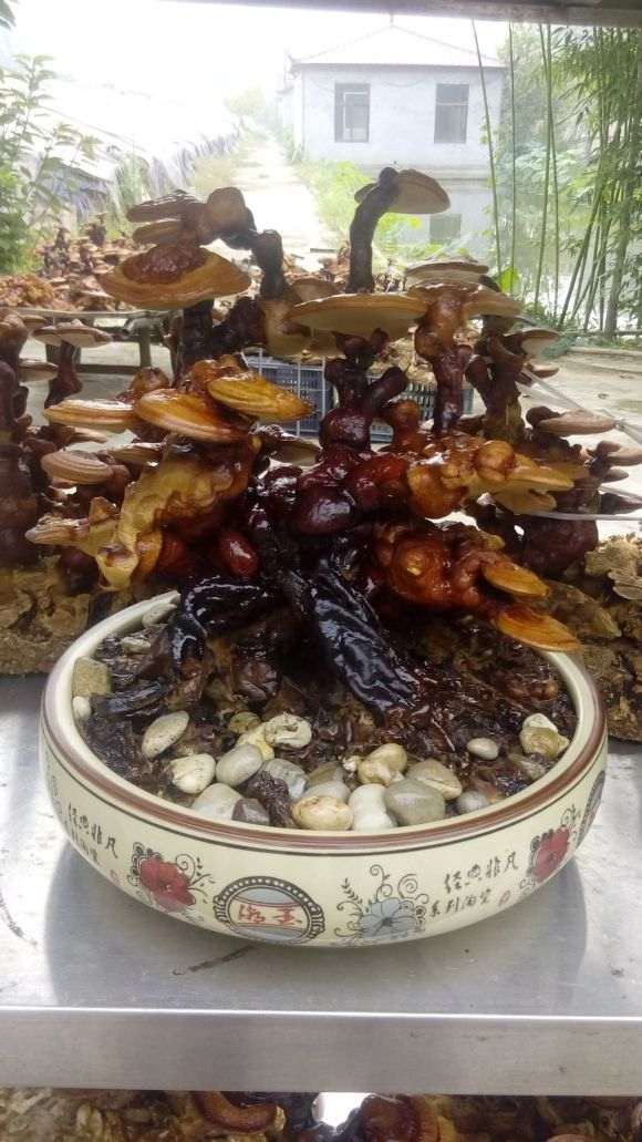 淮安花卉盆景批发市场 能摆摊吗