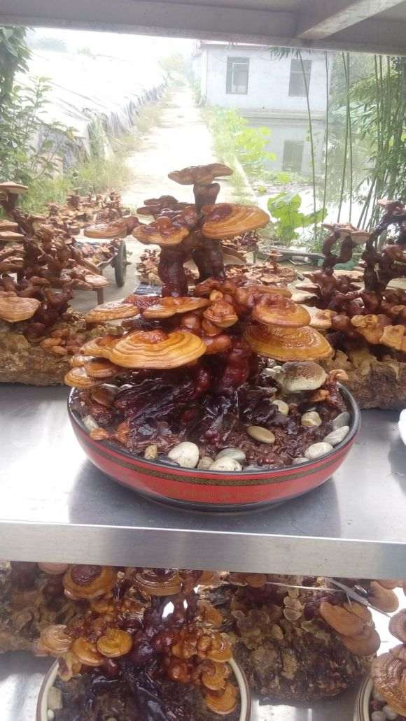 淮安花卉盆景批发市场 能摆摊吗