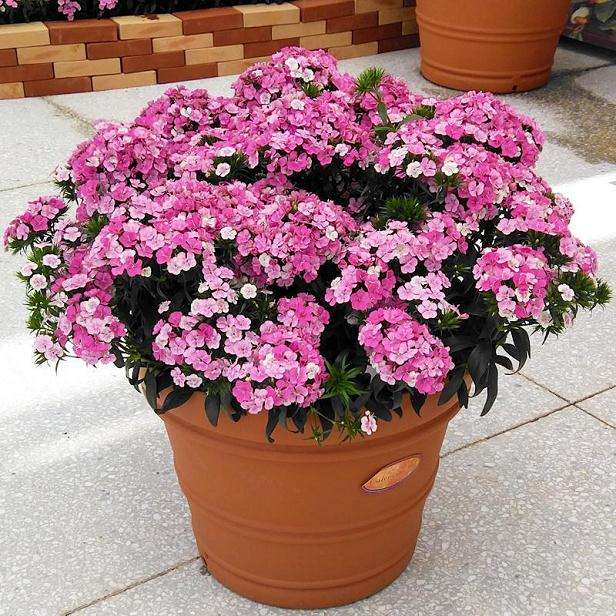 眉山的都是上哪里花卉盆栽批发市场