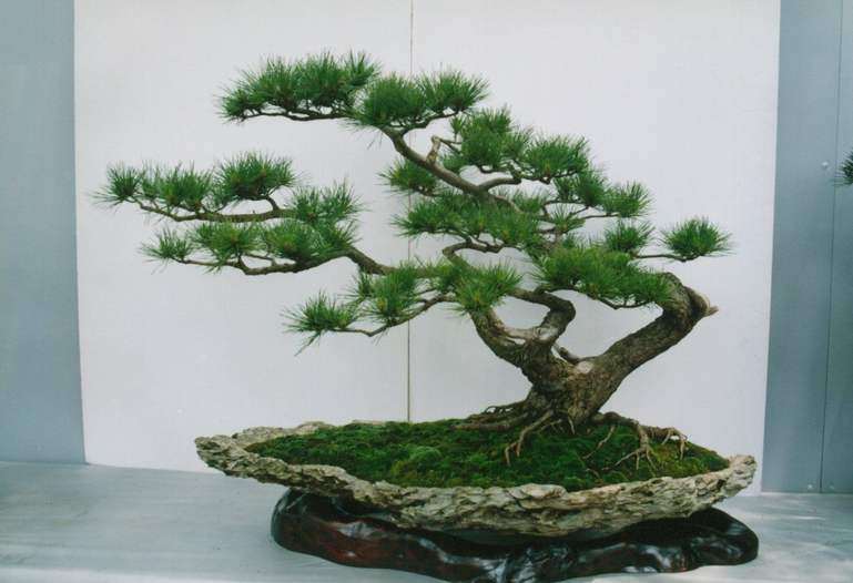 邓州有盆景批发市场吗 图片