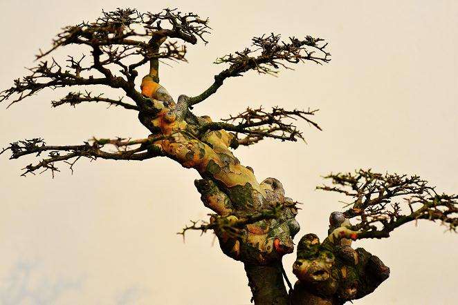 邓州有盆景批发市场吗 图片