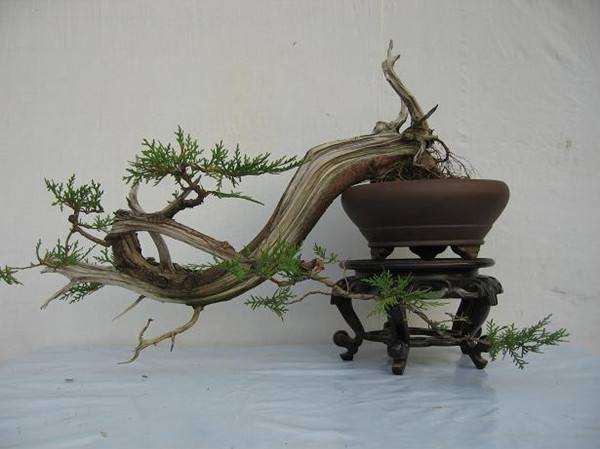 临沂郯城有没有盆景批发园 图片