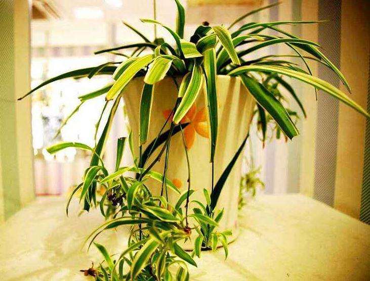 西安大花卉盆景批发市场 在哪里 图片