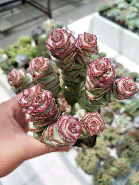 莱西哪里有花卉盆栽批发市场 图片