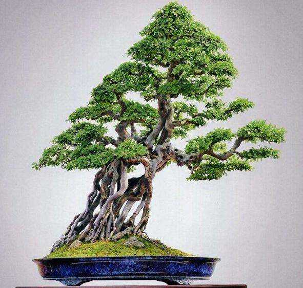 铜陵哪里有批发花草盆景的市场