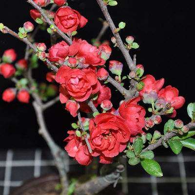 德州哪里有花市 批发盆栽的市场 图片