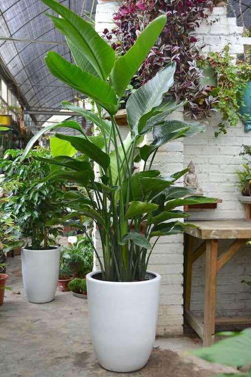 太仓哪里有卖盆栽批发市场 图片