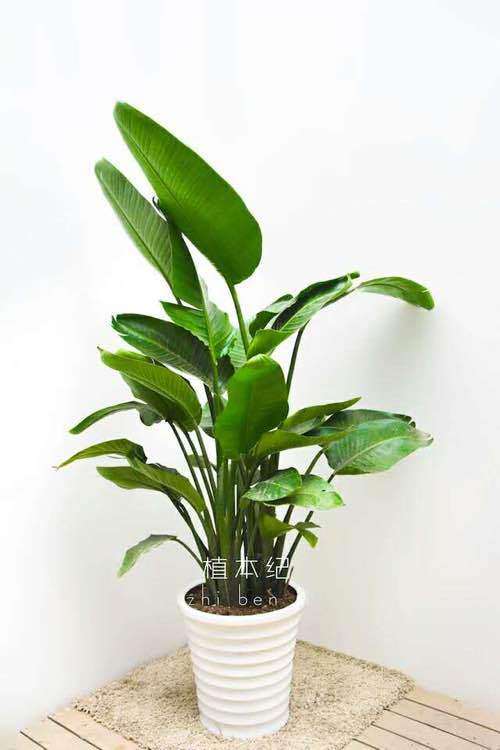 太仓哪里有卖盆栽批发市场 图片