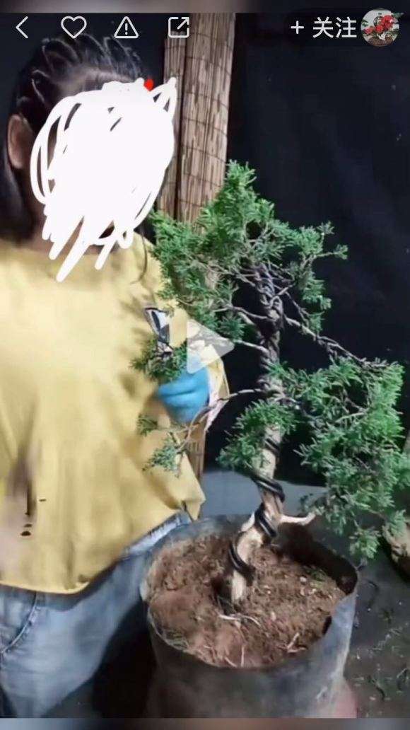 快手上面有很多盆景骗子 大家注意 图片