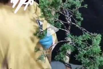 快手上面有很多盆景骗子 大家注意 图片