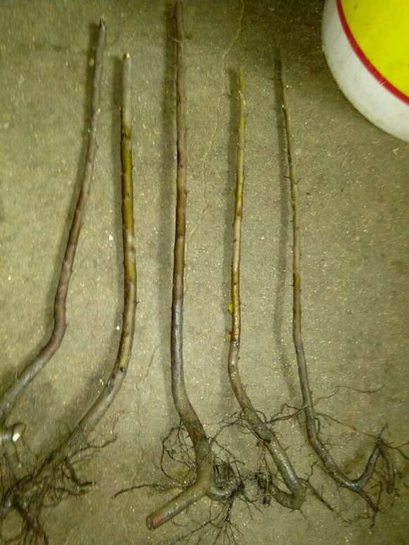 怎么用栀子下山桩扦插制作丛林盆景