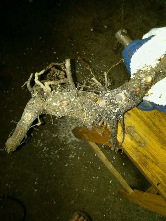 怎么用栀子下山桩扦插制作丛林盆景