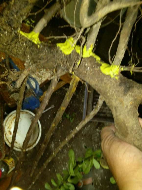 怎么用栀子下山桩扦插制作丛林盆景