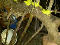 怎么用栀子下山桩扦插制作丛林盆景