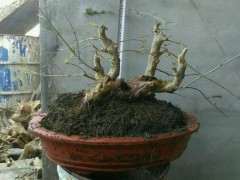 四杆丛林下山桩杀杆 有什么忌讳吗 图片