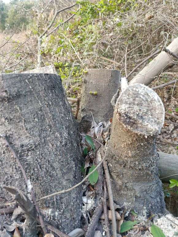 丛林朴树下山桩 被谁砍了 怎么办 图片