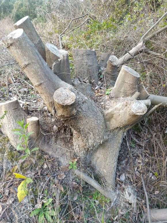 丛林朴树下山桩 被谁砍了 怎么办 图片