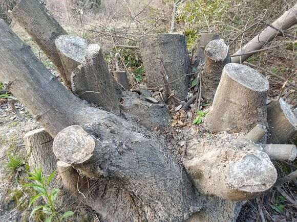 丛林朴树下山桩 被谁砍了 怎么办 图片