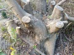 丛林朴树下山桩 被谁砍了 怎么办 图片