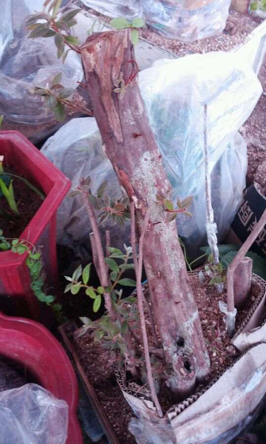 映山红不知道算不算丛林下山桩 特价票