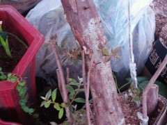 映山红不知道算不算丛林下山桩 特价票