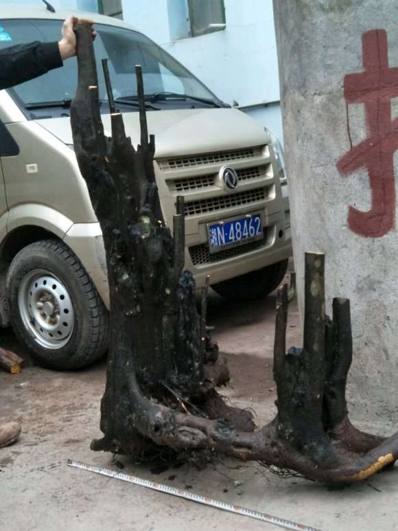 丛林金弹子下山桩一个 怎么样 图片