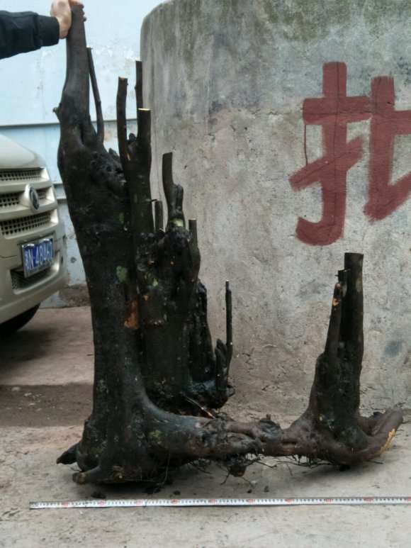 丛林金弹子下山桩一个 怎么样 图片