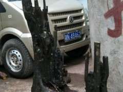 乔木丛林金弹子下山桩 可以吗 图片