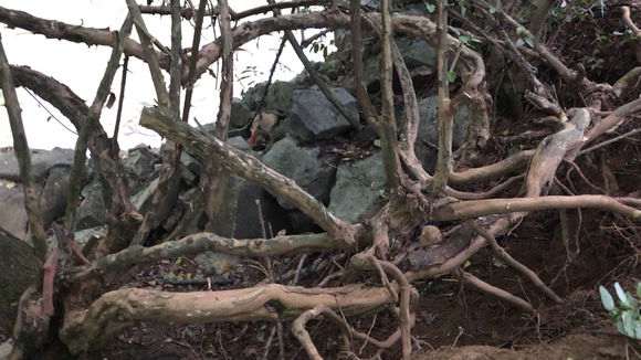 顶级过桥丛林下山桩 欣赏下 怎么样 图片