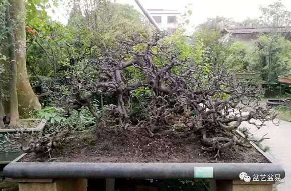 顶级过桥丛林下山桩 欣赏下 怎么样 图片