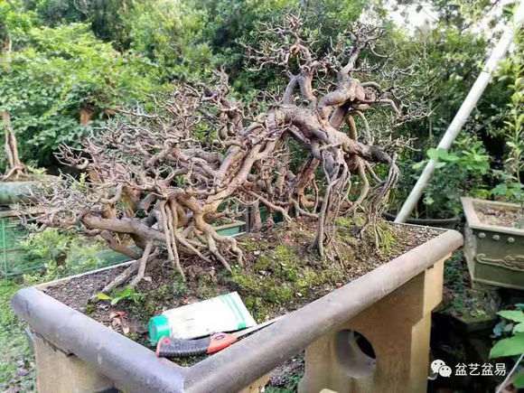 顶级过桥丛林下山桩 欣赏下 怎么样 图片