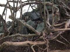 顶级过桥丛林下山桩 欣赏下 可以吗 图片