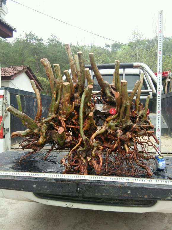 映山红丛林下山桩 重60斤 怎么样 图片