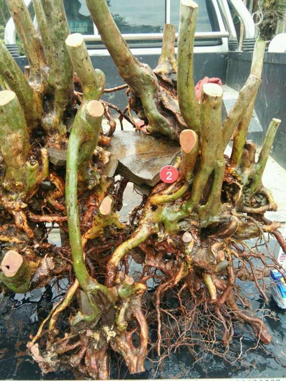 映山红丛林下山桩 重60斤 怎么样 图片