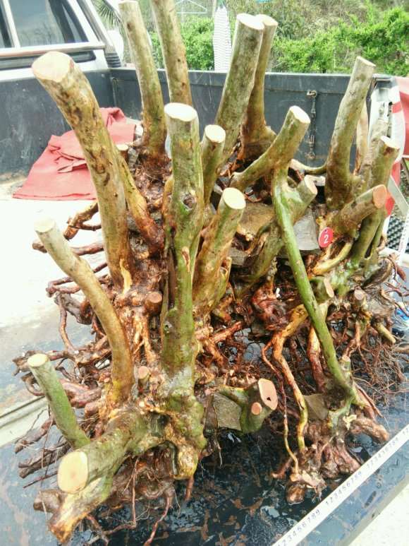 映山红丛林下山桩 重60斤 怎么样 图片