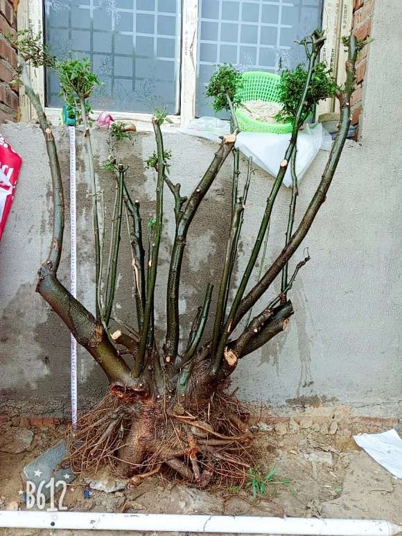 朴树下山桩能不能作丛林盆景 图片