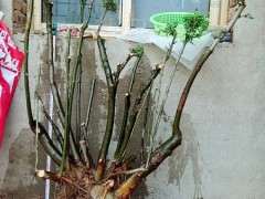 朴树下山桩能不能作丛林盆景 图片